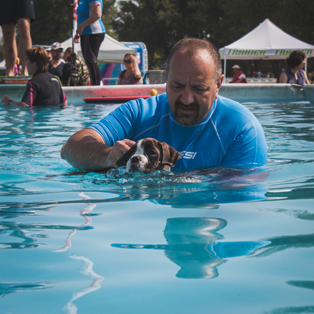 MILAN, ITALY - JUNE 7  Dog enjoys the swimming pool at Quattrozampeinfiera, event and activities dedicated to dogs, cats and their owner on JUNE 7, 2014 in Milan のeditorial素材