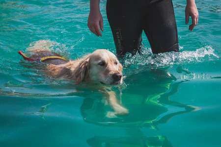 MILAN, ITALY - JUNE 7  Dog enjoys the swimming pool at Quattrozampeinfiera, event and activities dedicated to dogs, cats and their owner on JUNE 7, 2014 in Milan のeditorial素材