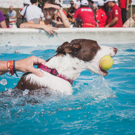 MILAN, ITALY - JUNE 7  Dog enjoys the swimming pool at Quattrozampeinfiera, event and activities dedicated to dogs, cats and their owner on JUNE 7, 2014 in Milan のeditorial素材