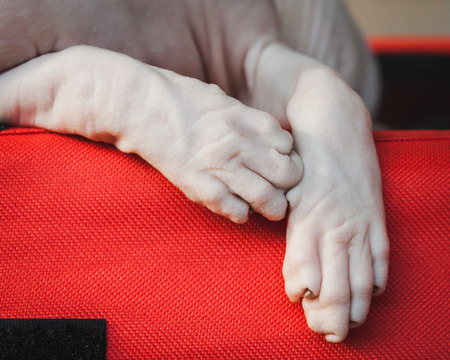 MILAN, ITALY - JUNE 7  Detail of Sphynx cat hands at Quattrozampeinfiera, event and activities dedicated to dogs, cats and their owner on JUNE 7, 2014 in Milan のeditorial素材