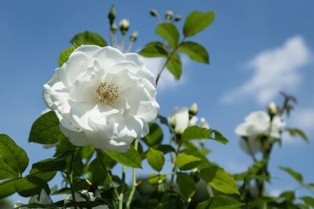 Detail a beautiful white rose on natural backgroundの写真素材