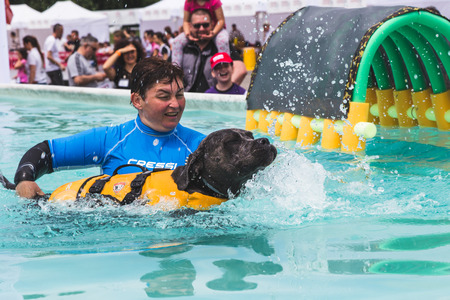 MILAN, ITALY - JUNE 12: Dog enjoys the swimming pool at Quattrozampeinfiera, event and activities dedicated to dogs, cats and their owners on JUNE 12, 2016 in Milan.のeditorial素材