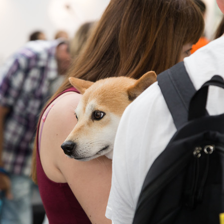 MILAN, ITALY - JUNE 12: Cute dog at Quattrozampeinfiera, event and activities dedicated to dogs, cats and their owners on JUNE 12, 2016 in Milan.のeditorial素材