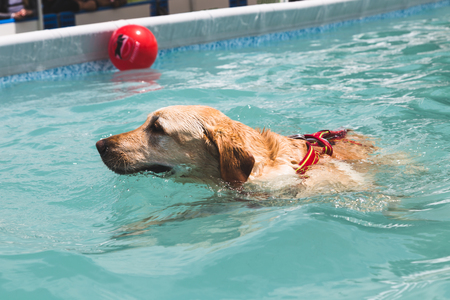 MILAN, ITALY - JUNE 12: Dog enjoys the swimming pool at Quattrozampeinfiera, event and activities dedicated to dogs, cats and their owners on JUNE 12, 2016 in Milan.のeditorial素材