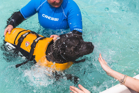 MILAN, ITALY - JUNE 12: Dog enjoys the swimming pool at Quattrozampeinfiera, event and activities dedicated to dogs, cats and their owners on JUNE 12, 2016 in Milan.のeditorial素材