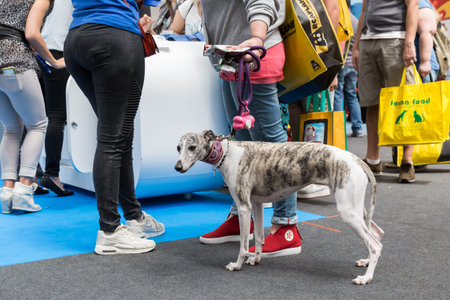 MILAN, ITALY - JUNE 12: Cute dog at Quattrozampeinfiera, event and activities dedicated to dogs, cats and their owners on JUNE 12, 2016 in Milan.のeditorial素材
