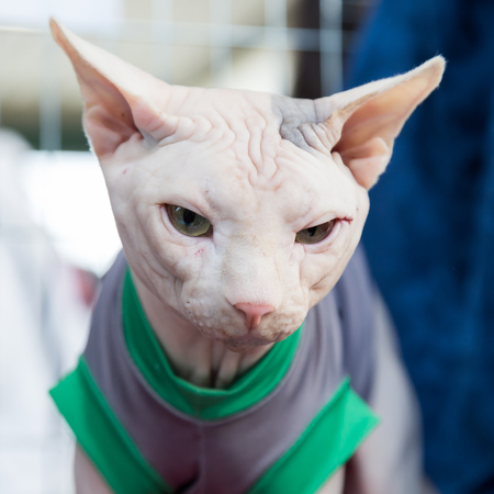 MILAN, ITALY - JUNE 12: Beautiful cat at Quattrozampeinfiera, event and activities dedicated to dogs, cats and their owners on JUNE 12, 2016 in Milan.のeditorial素材