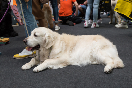 MILAN, ITALY - JUNE 12: Cute dog at Quattrozampeinfiera, event and activities dedicated to dogs, cats and their owners on JUNE 12, 2016 in Milan.のeditorial素材