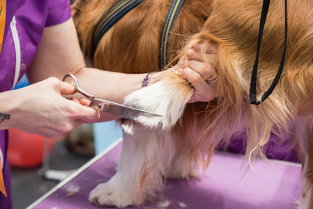 MILAN, ITALY - JUNE 12: Dog grooming at Quattrozampeinfiera, event and activities dedicated to dogs, cats and their owners on JUNE 12, 2016 in Milan.のeditorial素材