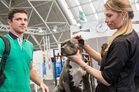 MILAN, ITALY - JUNE 12: Dog grooming at Quattrozampeinfiera, event and activities dedicated to dogs, cats and their owners on JUNE 12, 2016 in Milan.のeditorial素材