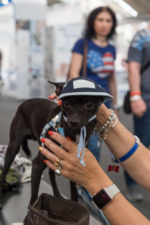 MILAN, ITALY - JUNE 12: Cute dog at Quattrozampeinfiera, event and activities dedicated to dogs, cats and their owners on JUNE 12, 2016 in Milan.のeditorial素材