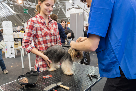 MILAN, ITALY - JUNE 12: Dog grooming at Quattrozampeinfiera, event and activities dedicated to dogs, cats and their owners on JUNE 12, 2016 in Milan.のeditorial素材