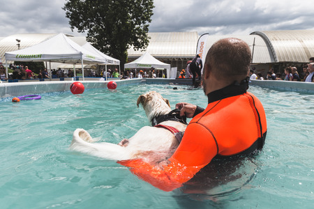 MILAN, ITALY - JUNE 12: Dog enjoys the swimming pool at Quattrozampeinfiera, event and activities dedicated to dogs, cats and their owners on JUNE 12, 2016 in Milan.のeditorial素材