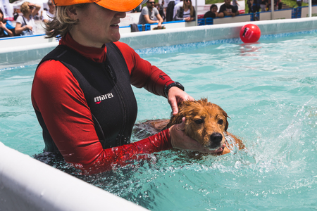 MILAN, ITALY - JUNE 12: Dog enjoys the swimming pool at Quattrozampeinfiera, event and activities dedicated to dogs, cats and their owners on JUNE 12, 2016 in Milan.のeditorial素材