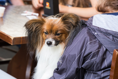MILAN, ITALY - JUNE 12: Cute dog at Quattrozampeinfiera, event and activities dedicated to dogs, cats and their owners on JUNE 12, 2016 in Milan.のeditorial素材