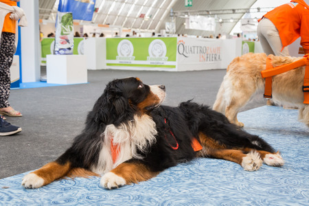 MILAN, ITALY - JUNE 12: Cute dog at Quattrozampeinfiera, event and activities dedicated to dogs, cats and their owners on JUNE 12, 2016 in Milan.のeditorial素材