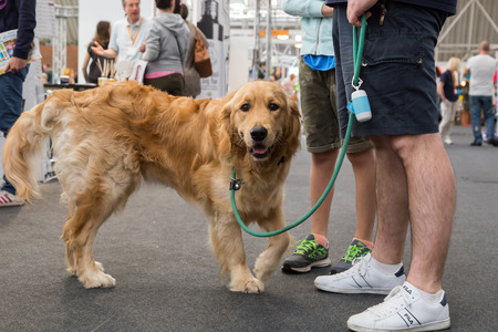 MILAN, ITALY - JUNE 12: Cute dog at Quattrozampeinfiera, event and activities dedicated to dogs, cats and their owners on JUNE 12, 2016 in Milan.のeditorial素材