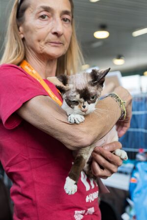 MILAN, ITALY - JUNE 12: Beautiful cat at Quattrozampeinfiera, event and activities dedicated to dogs, cats and their owners on JUNE 12, 2016 in Milan.のeditorial素材
