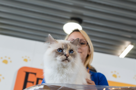 MILAN, ITALY - JUNE 12: Beautiful cat at Quattrozampeinfiera, event and activities dedicated to dogs, cats and their owners on JUNE 12, 2016 in Milan.のeditorial素材