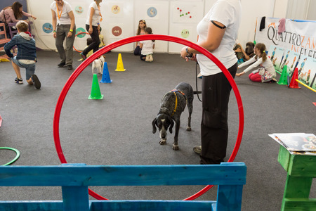 MILAN, ITALY - JUNE 12: Cute dog at Quattrozampeinfiera, event and activities dedicated to dogs, cats and their owners on JUNE 12, 2016 in Milan.のeditorial素材