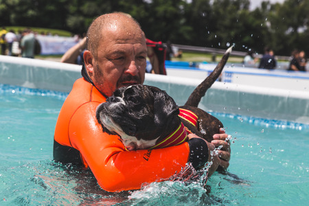 MILAN, ITALY - JUNE 12: Dog enjoys the swimming pool at Quattrozampeinfiera, event and activities dedicated to dogs, cats and their owners on JUNE 12, 2016 in Milan.のeditorial素材