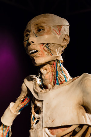 MILAN, ITALY - SEPTEMBER 30, 2016: Plastinated human body on display at Real Bodies exhibition,...