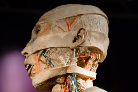 MILAN, ITALY - SEPTEMBER 30, 2016: Plastinated human body on display at Real Bodies exhibition, event dedicated to anatomy and fisiology.のeditorial素材