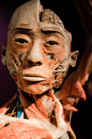 MILAN, ITALY - SEPTEMBER 30, 2016: Plastinated human body on display at Real Bodies exhibition, event dedicated to anatomy and fisiology.のeditorial素材