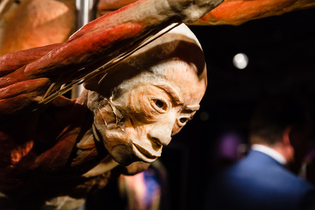 MILAN, ITALY - SEPTEMBER 30, 2016: Plastinated human body on display at Real Bodies exhibition, event dedicated to anatomy and fisiology.のeditorial素材