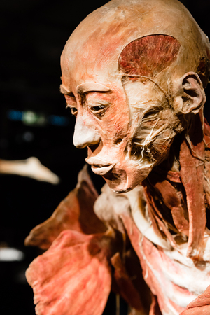 MILAN, ITALY - SEPTEMBER 30, 2016: Plastinated human body on display at Real Bodies exhibition, event dedicated to anatomy and fisiology.のeditorial素材