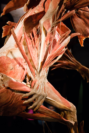 MILAN, ITALY - SEPTEMBER 30, 2016: Plastinated human body on display at Real Bodies exhibition, event dedicated to anatomy and fisiology.のeditorial素材