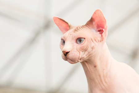 MILAN, ITALY - JUNE 10: Beautiful cat at Quattrozampeinfiera, event and activities dedicated to dogs, cats and their owners on JUNE 10, 2017 in Milan.のeditorial素材