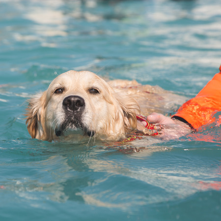 MILAN, ITALY - JUNE 10: Dog enjoys the swimming pool at Quattrozampeinfiera, event and activities dedicated to dogs, cats and their owners on JUNE 10, 2017 in Milan.のeditorial素材