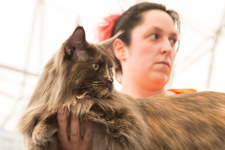 MILAN, ITALY - JUNE 10: Beautiful cat at Quattrozampeinfiera, event and activities dedicated to dogs, cats and their owners on JUNE 10, 2017 in Milan.のeditorial素材