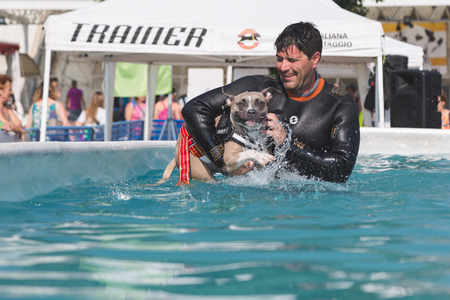 MILAN, ITALY - JUNE 10: Dog enjoys the swimming pool at Quattrozampeinfiera, event and activities dedicated to dogs, cats and their owners on JUNE 10, 2017 in Milan.のeditorial素材