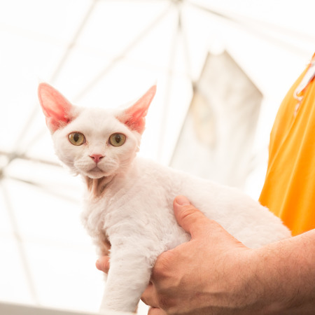 MILAN, ITALY - JUNE 10: Beautiful cat at Quattrozampeinfiera, event and activities dedicated to dogs, cats and their owners on JUNE 10, 2017 in Milan.のeditorial素材