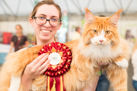 MILAN, ITALY - JUNE 10: Beautiful cat at Quattrozampeinfiera, event and activities dedicated to dogs, cats and their owners on JUNE 10, 2017 in Milan.のeditorial素材