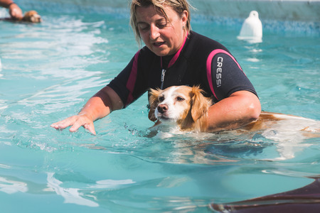 MILAN, ITALY - JUNE 10: Dog enjoys the swimming pool at Quattrozampeinfiera, event and activities dedicated to dogs, cats and their owners on JUNE 10, 2017 in Milan.のeditorial素材