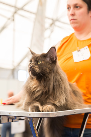 MILAN, ITALY - JUNE 10: Beautiful cat at Quattrozampeinfiera, event and activities dedicated to dogs, cats and their owners on JUNE 10, 2017 in Milan.のeditorial素材