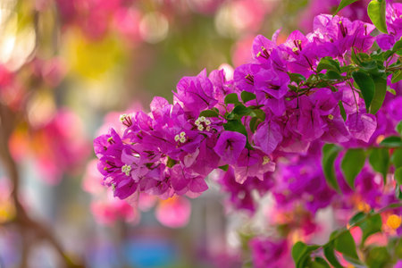 Close-up of vibrant pink flowers in soft focus, with green leaves. Blurry backgroundの素材
