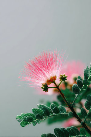 Pink, fluffy flower in full bloom with delicate, feathery stamens, framed by green foliageの素材