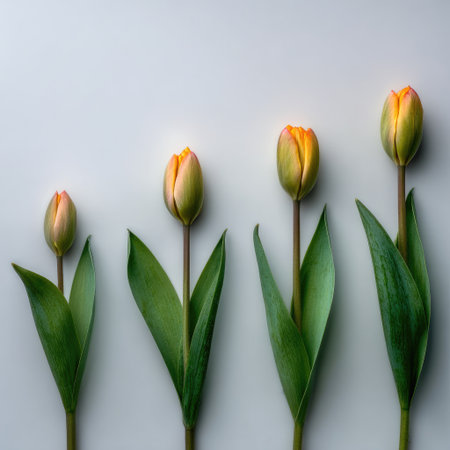 Four tulips in various stages of bloom, on a white background, arranged linearlyの素材