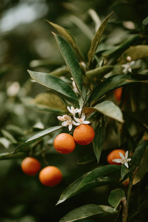 Close-up of a citrus tree branch laden with orange fruits, white blossoms, and green foliageの素材
