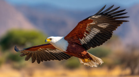 An eagle in flight, showcasing detailed feather patterns and striking colors. The bird of prey is captured against a soft, blurred backdrop of a natural environment under daylight. The image could be suitable for various commercial or editorial applications related to nature, wildlife, or environmental themes.の素材