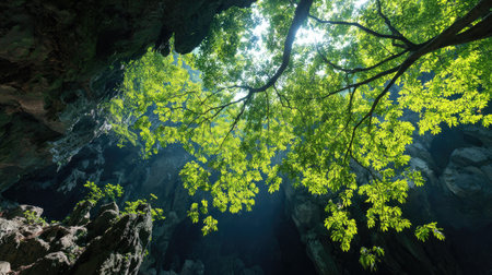 An upward perspective reveals vibrant green foliage extending from an opening. The scene showcases textures of stone and sunlit leaves against a darker backdrop. Soft lighting filters through, casting shadows on the environment. Suitable for ecological concepts or visual presentations.の素材