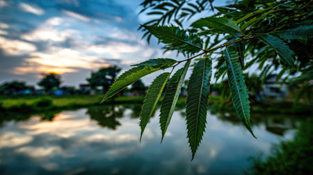 A close-up captures green leaves against a backdrop of water and a cloudy sky. The composition emphasizes natural textures and colors. The scene, likely outdoors during daylight, displays elements of nature and the environment, suitable for various editorial and commercial projects.の素材