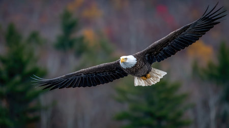 Bald Eagle (Haliaeetus leucocephalus) in flight.の素材