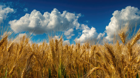A field of golden wheat stands prominently under a vibrant blue sky filled with puffy white clouds. The warm sunlight illuminates the scene, highlighting the texture of the grain. This image could be used in various commercial projects to depict agriculture, nature, and the outdoors.の素材