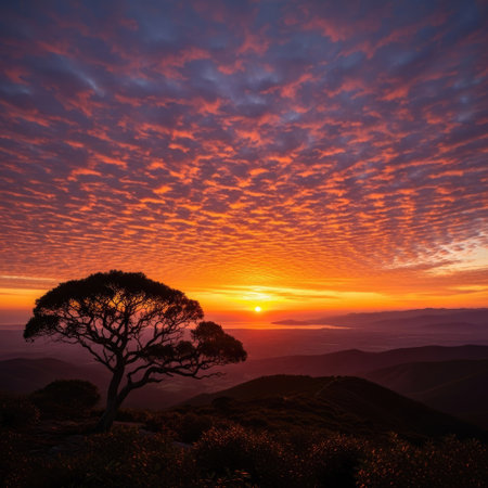 Silhouette of a tree in the mountains at sunset, Australiaの素材