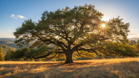 Old oak tree in the meadow at sunset. Beautiful summer landscape.の素材